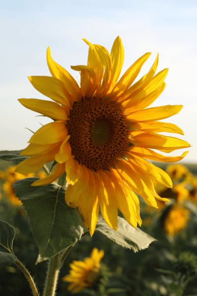 Sunflower