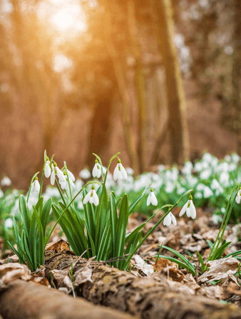 February Gardening