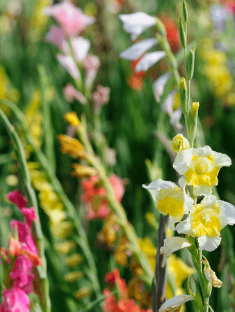 March Gardening