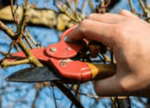 pruning february gardening 