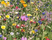 april gardening - wildflowers